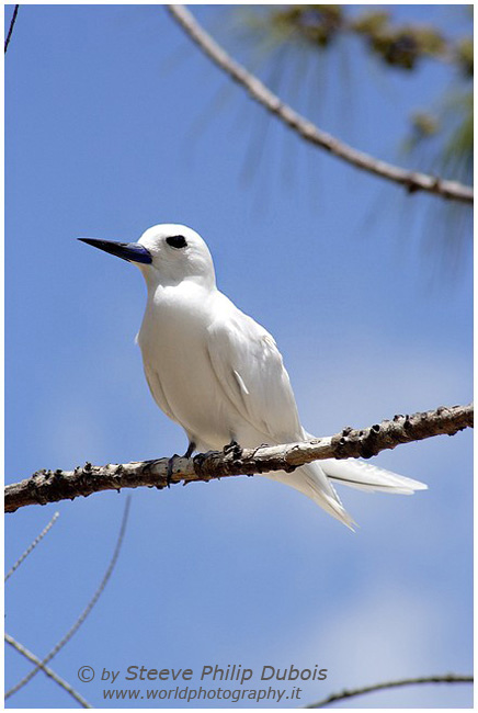White Frigate Bird